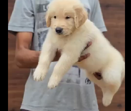 Golden Retriever male puppies for sale in hyderabad