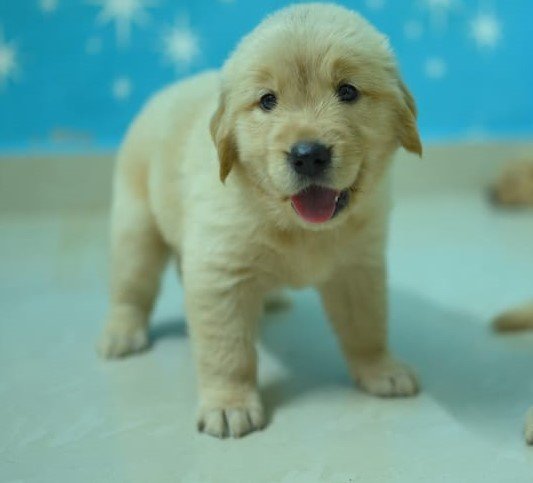 golden retriever breed for sale in goa