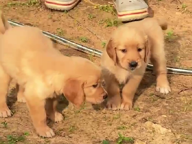 golden retriever male puppies for sale in goa