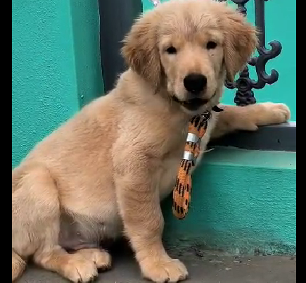 golden retriever pet shop in goa