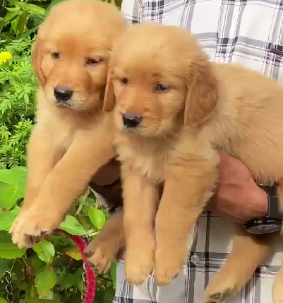 golden retriever breeders in goa