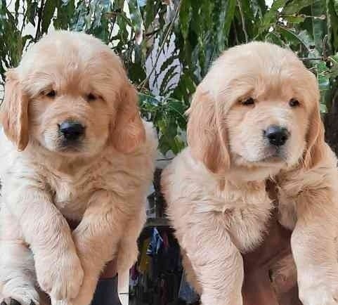 Golden Retriever price in India