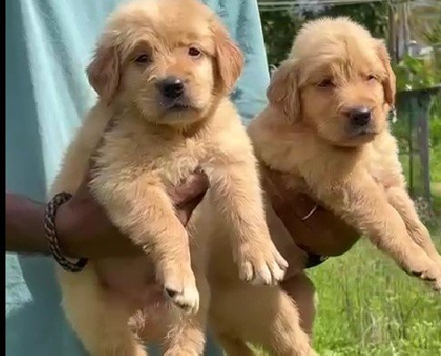 Golden Retriever puppy price in India