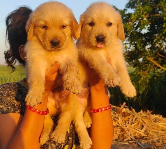 Golden Retriever breed price in India