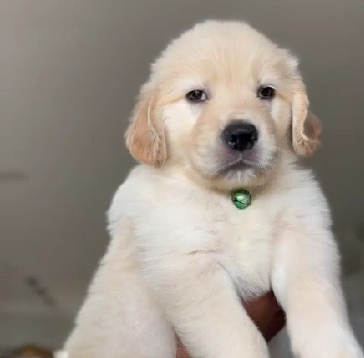 Golden Retriever dog for sale in India