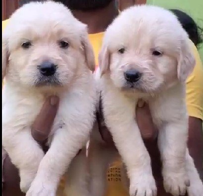 Golden Retriever dog breeder in India