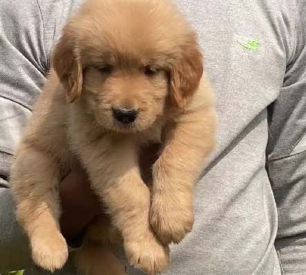 buy golden retriever puppies online in jaipur