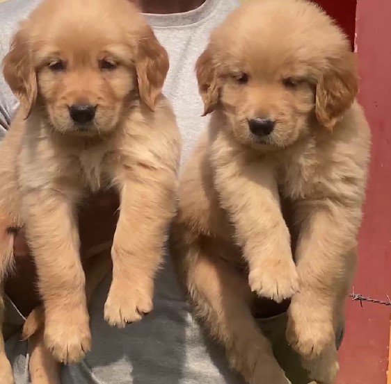 golden retriever dog price in jaipur