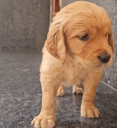 golden retriever male puppies for sale in jaipur