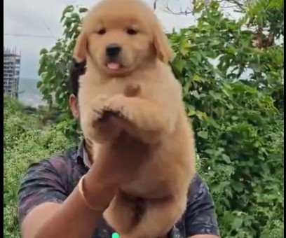 KCI registerd golden retriever puppies for sale in jaipur 