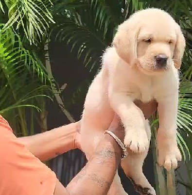 golden retriever dog for sale in jaipur
