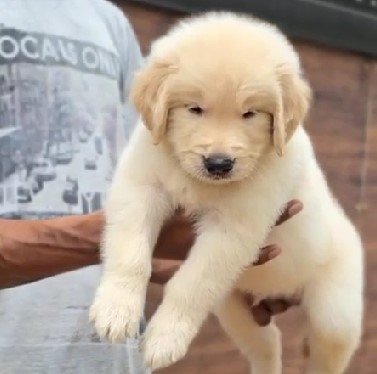 champion lineage golden retriever puppies price in jaipur