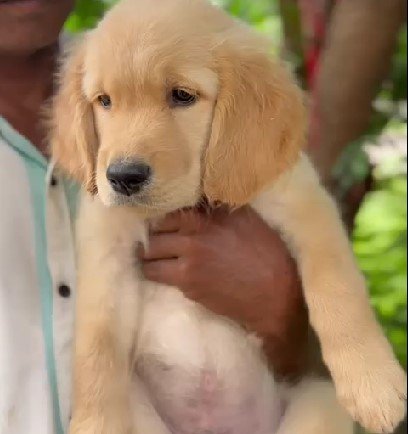 golden retriever puppies for sale online in vizag