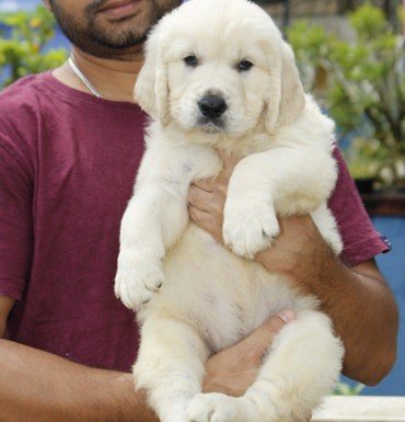 golden retriever breed puppy price in vizag