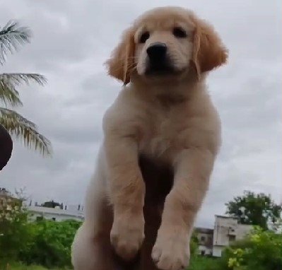 golden retriever male puppy for sale in vizag