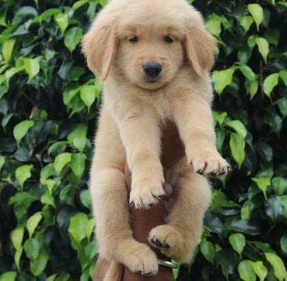 golden retriever dog for sale in vizag