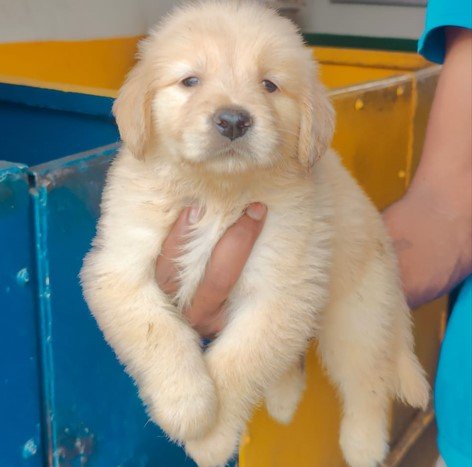 golden retriever pet shop in vizag