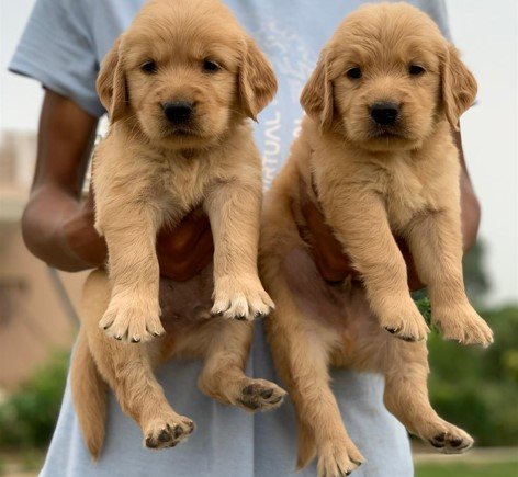 golden retriever female puppy for sale in vizag