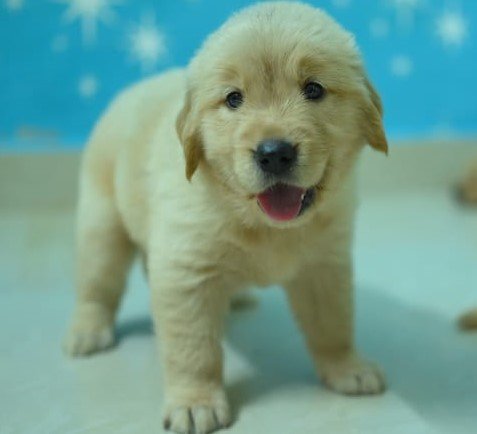 Golden Retriever male puppies for sale in Kolkata