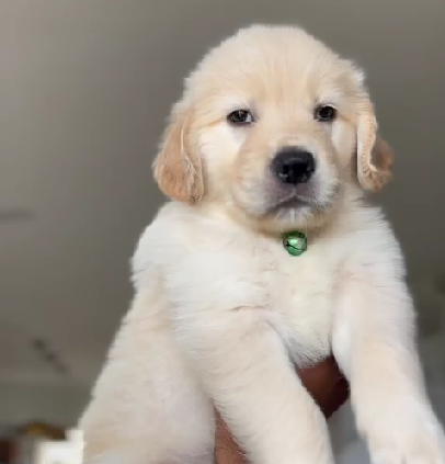 Golden Retriever pet shop in Kolkata