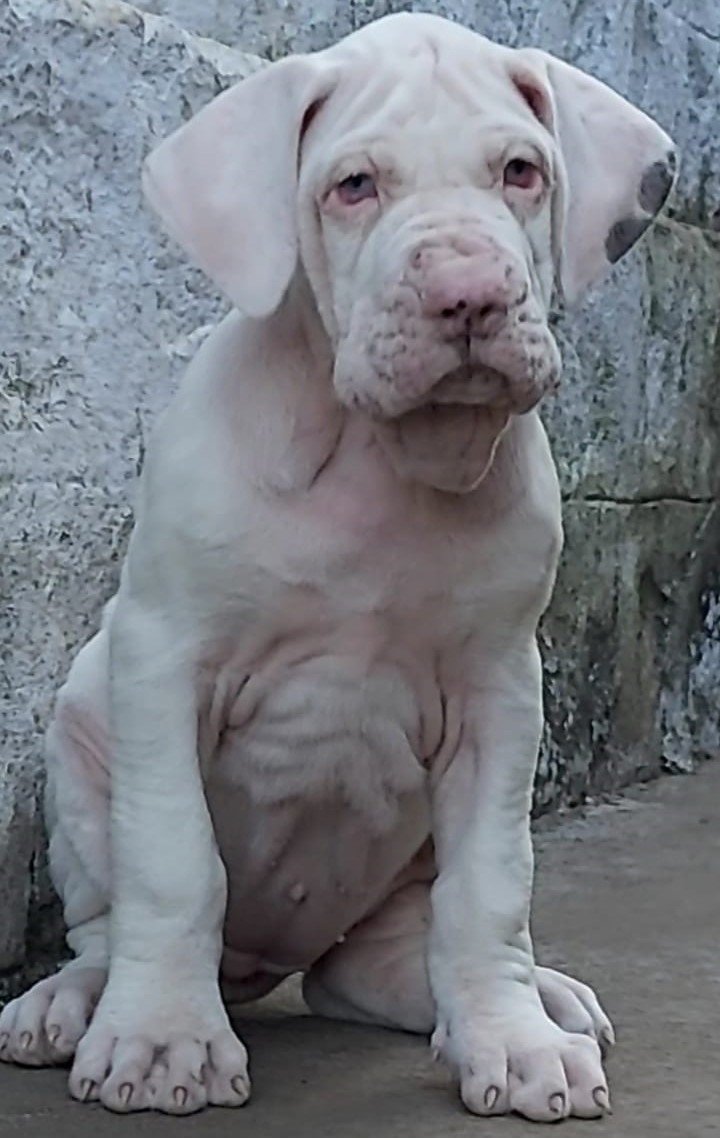 Great Dane male puppies for sale in ahmedabad