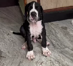 Great Dane male puppies price in ahmedabad