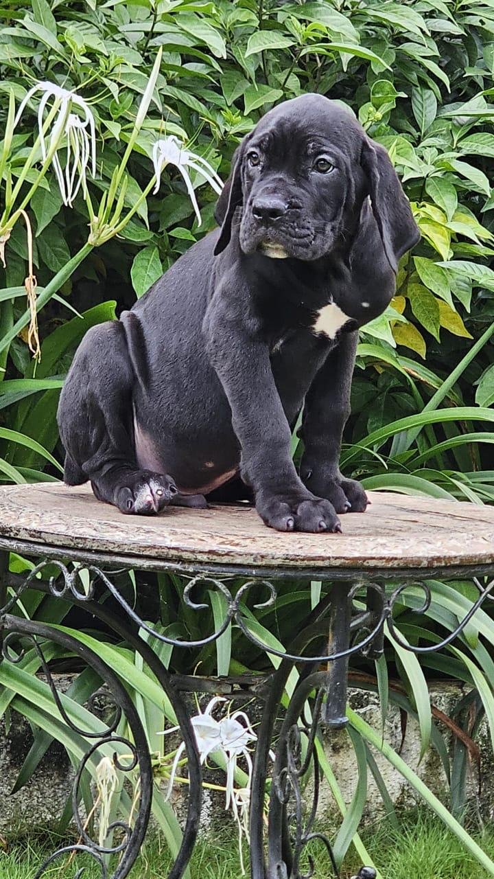 Great dane male puppies for sale in bangalore