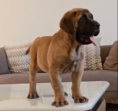 Champion line great dane puppies for sale in bangalore
