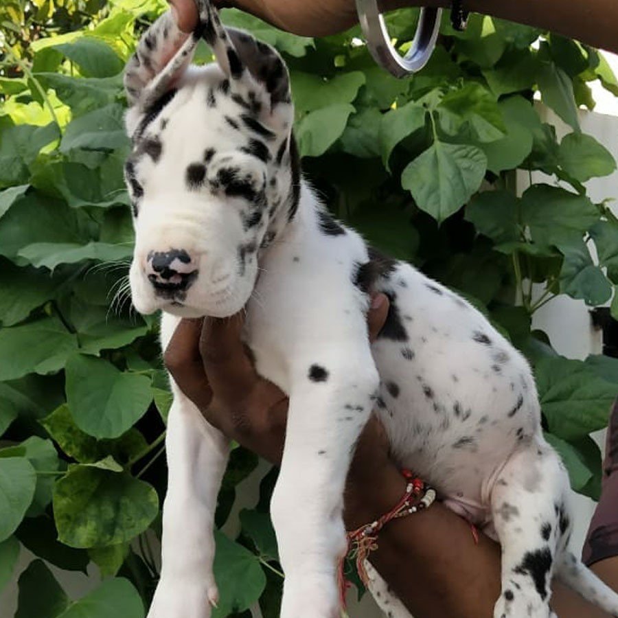 great dane puppies for sale online in chennai