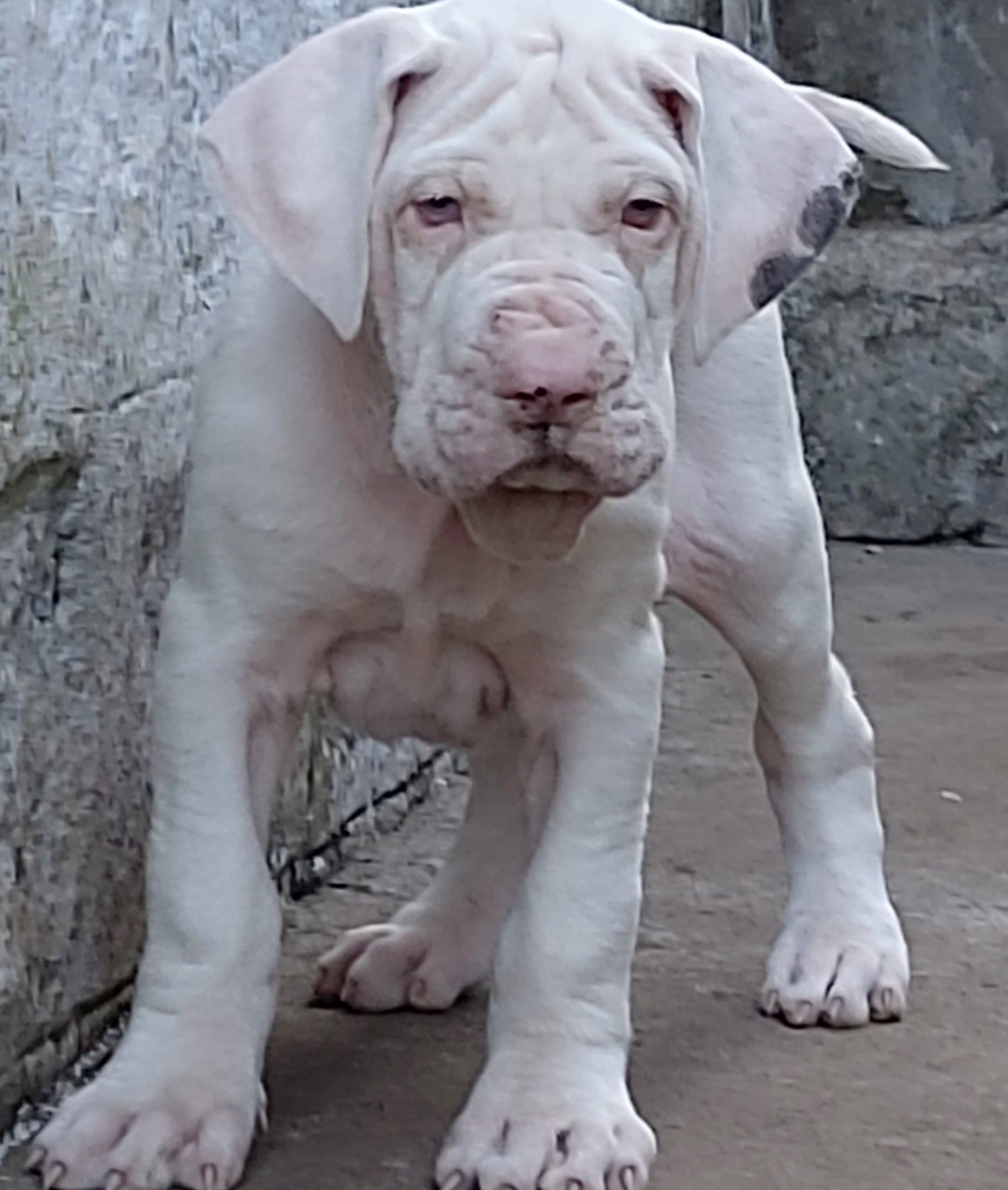 great dane male price in chennai