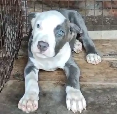 great dane male puppy price in goa