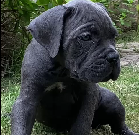 great dane puppies for sale in goa
