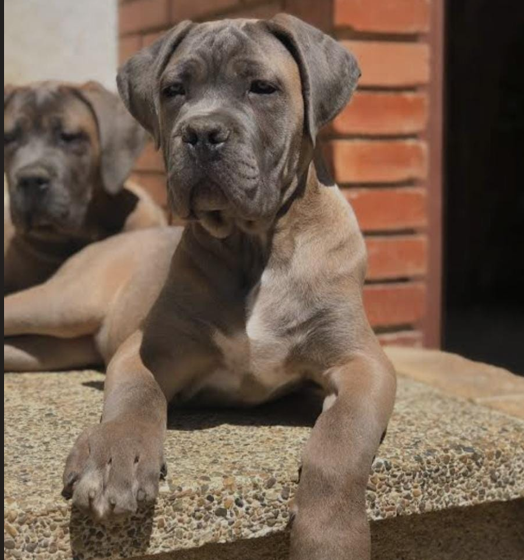 great dane puppies for sale online in goa