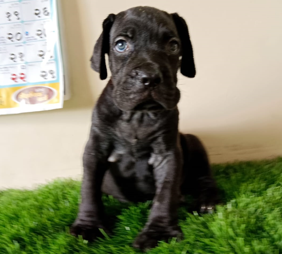 great dane dog breeder in goa