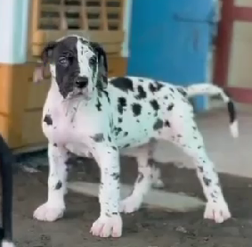 great dane dog price in goa