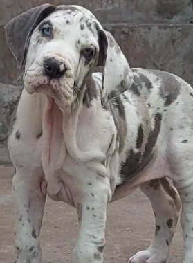 Great Dane puppy price in India