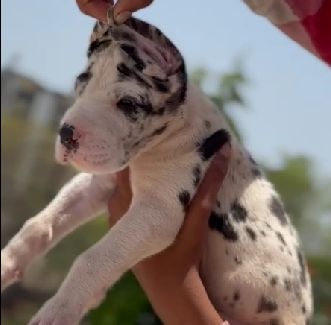 Great Dane puppy price in India