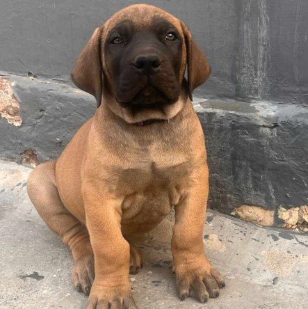 great dane puppy price in vizag