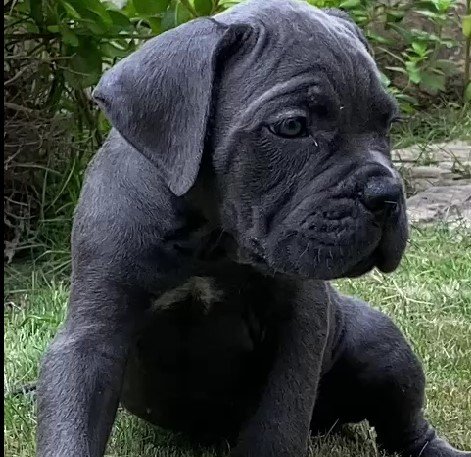 pure breed great dane puppies for sale in vizag