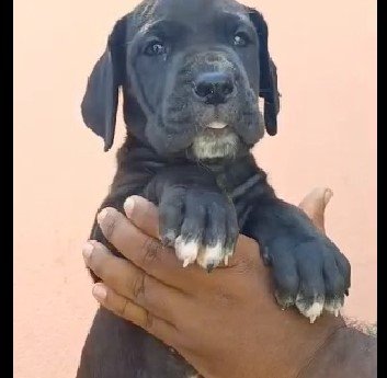 champion bloodline great dane puppies price in vizag