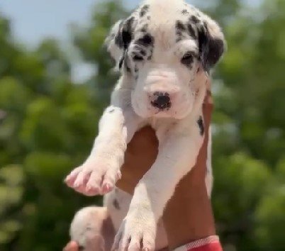 kci registerd great dane puppy price in vizag