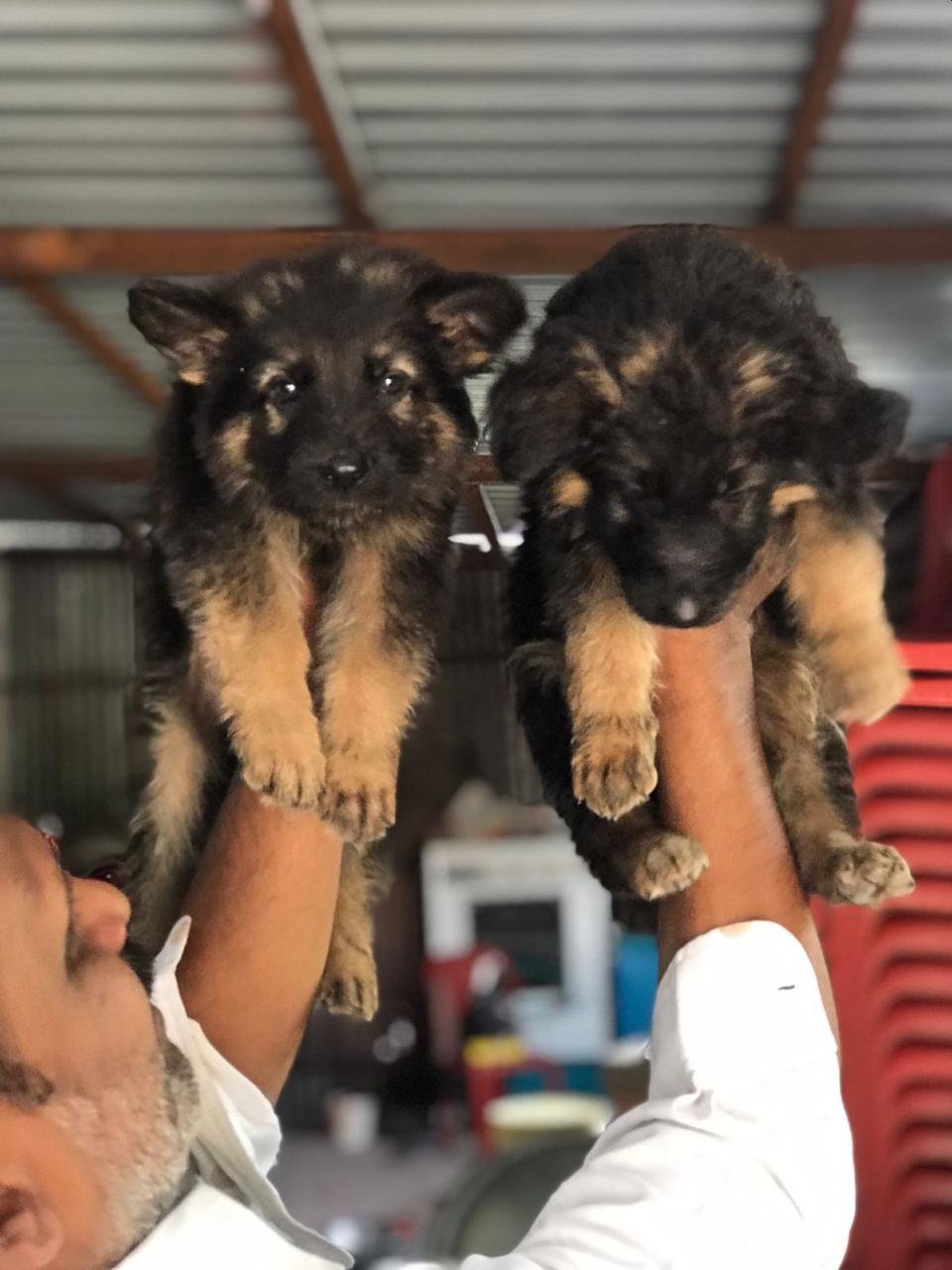 German Shepherd Male puppies Price In Mumbai