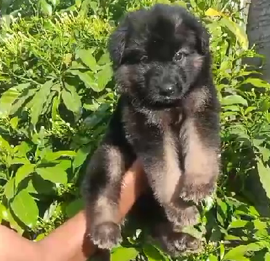 German Shepherd male puppies price in Kolkata