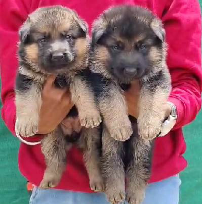 German Shepherd Dog breed price in Kolkata