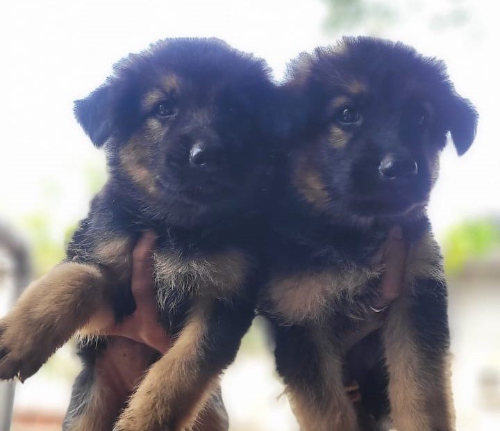 German Shepherd puppies for sale online in pune