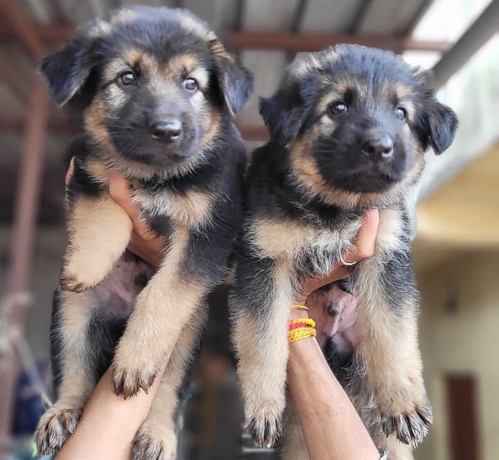 German Shepherd male puppy for sale in pune