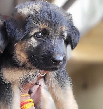 German Shepherd female puppy price in pune