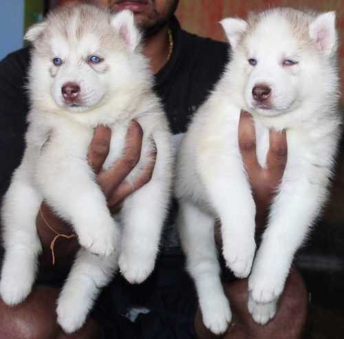 Siberian husky male puppies for sale in mumbai