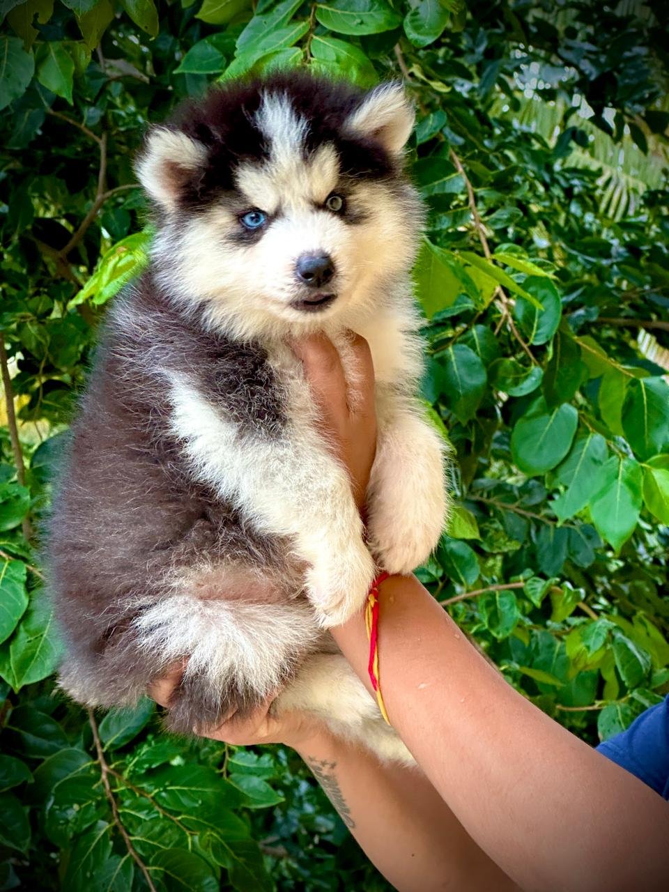 Siberian Husky female puppies price in ahmedabad