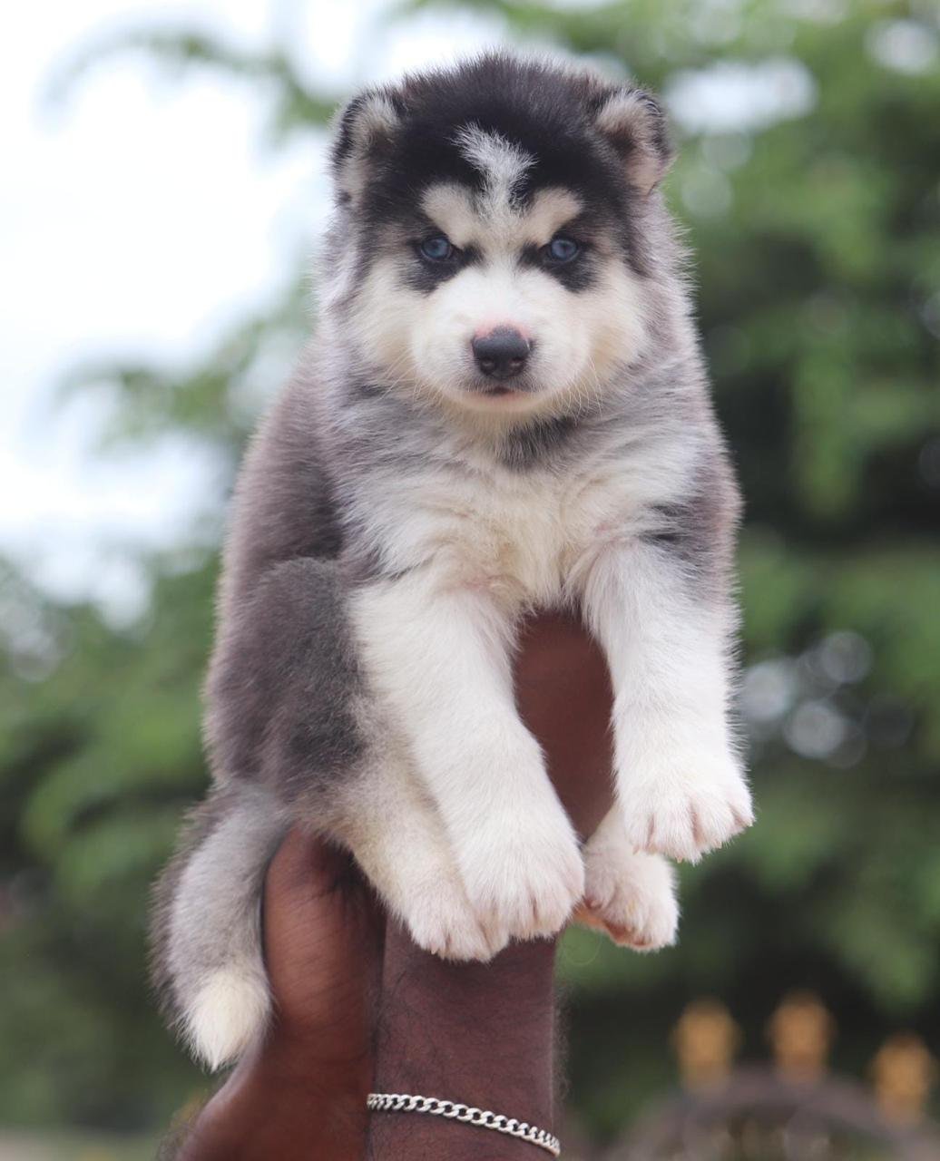 Siberian Husky female puppies for sale in bangalore